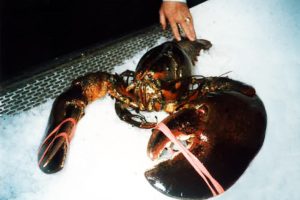 Owner of Leo's Seafood with an 18-pound lobster