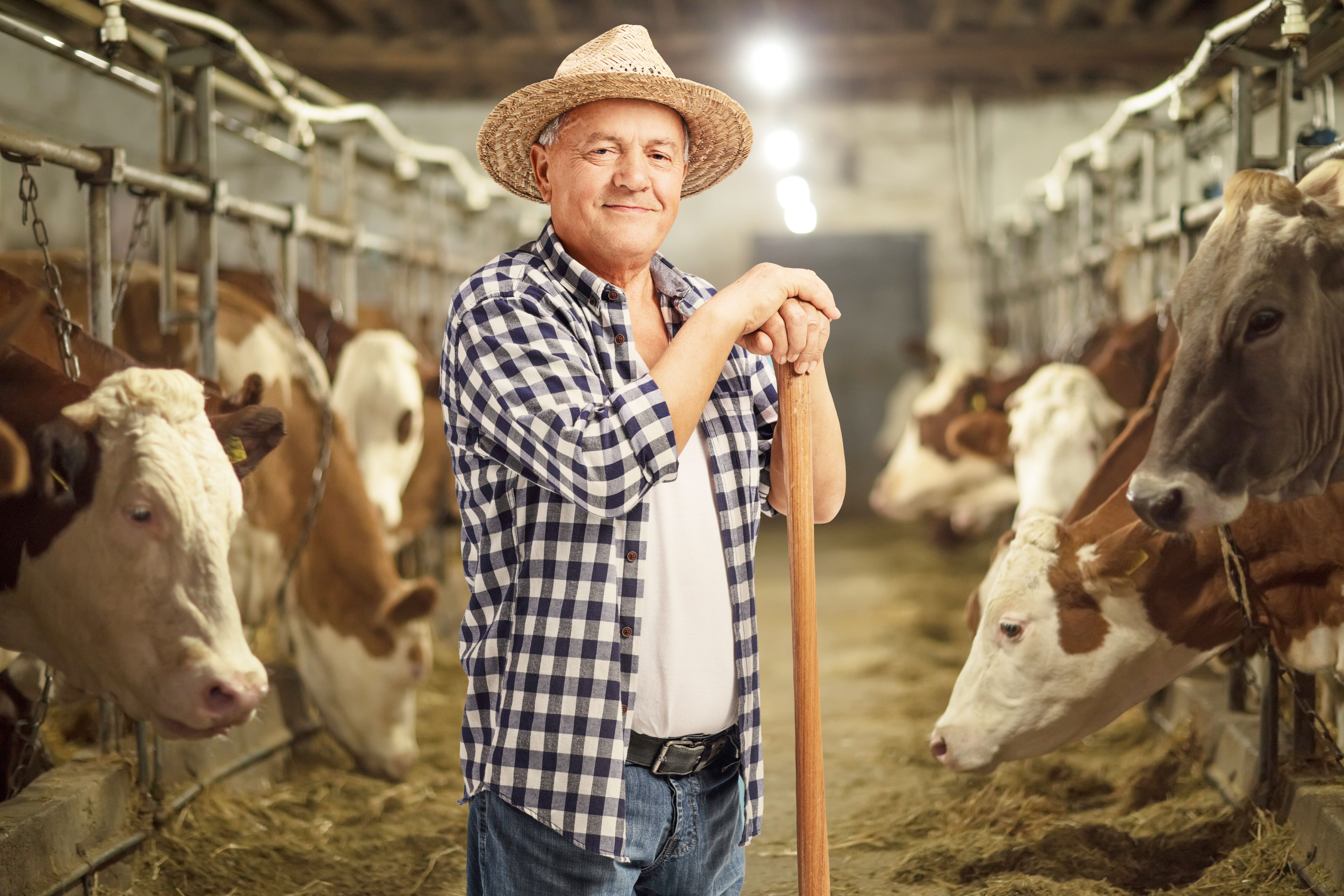 Farmer smiling in a cowshed.