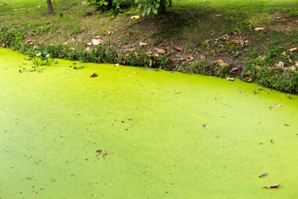 Small body of water contaminated with a layer of bright green algae resting on top of the water.